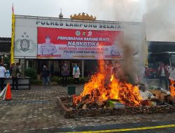 Polres Lampung Selatan, Musnahkan Ratusan Kilogram Narkotika
