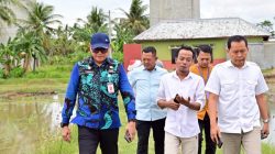 Padi Biosalin, Inovasi Cerdas Ubah Tambak Asin Jadi Sawah Produktif di Lampung Selatan