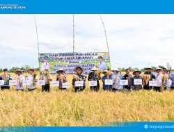 6 Ton per Hektare! Bupati Egi Apresiasi Panen Perdana Padi Biosalin di Lahan Bekas Tambak Sragi