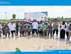Pemkab Lampung Selatan dan Kejati Lampung Dorong Ketahanan Pangan lewat Ekspansi Padi Biosalin di Sragi