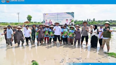 Pemkab Lampung Selatan dan Kejati Lampung Dorong Ketahanan Pangan lewat Ekspansi Padi Biosalin di Sragi